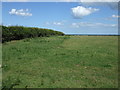 Grazing and hedgerow, Hagg Moor