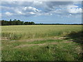 NU1724 : Crop field south of Ellingham by JThomas
