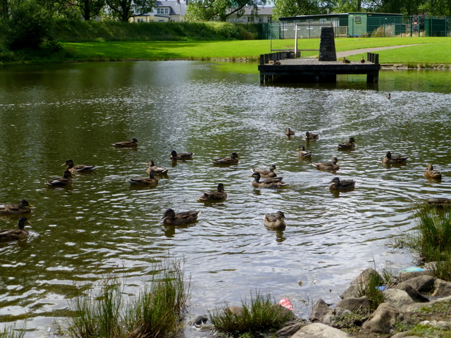 Ducks At The Boating Pond, Omagh © Kenneth Allen :: Geograph Ireland