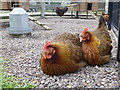 J0458 : Clocking hens, Tannaghmore Gardens by Kenneth  Allen