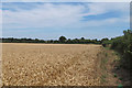 Public footpath on wheat field boundary, Wormingford