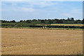 Looking over harvested wheat field towards cows, Little Horkesley