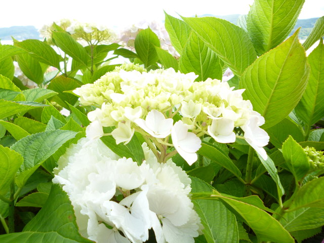 Porthmeirion:  White hydrangia