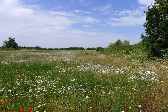 Flower meadow, Linwood Moor