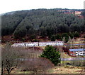 White houses in Blaengwynfi