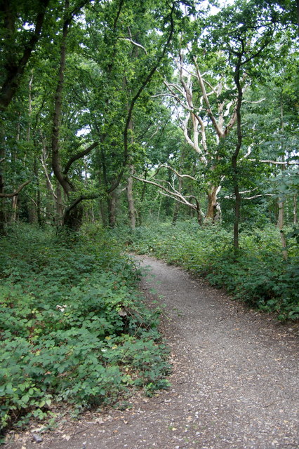 Path through woodland on Wimbledon Common
