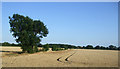 Crop field and hedgerow