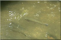 SU3226 : Fish in the Stream by Bill Nicholls
