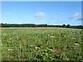 Seven Acres/Broomy Field/Sand Pit Field