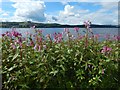 Himalayan Balsam