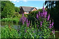 Towpath flowers and houses