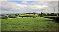 Cattle near Brownston