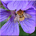 NO6948 : Bumble Bee on Cranesbill Flower (1) by Anne Burgess