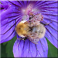 NO6948 : Bumble Bee on Cranesbill Flower (2) by Anne Burgess
