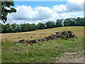 Timber stack near Dockenfield