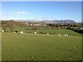 Farmland above River Derwent, Cockermouth