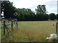 Grazing off Fen Lane