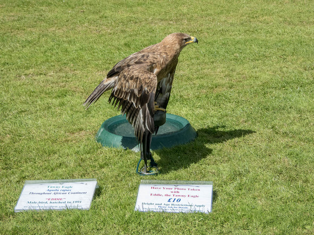 Tawny Eagle Thornton Le Dale Show Christine Matthews