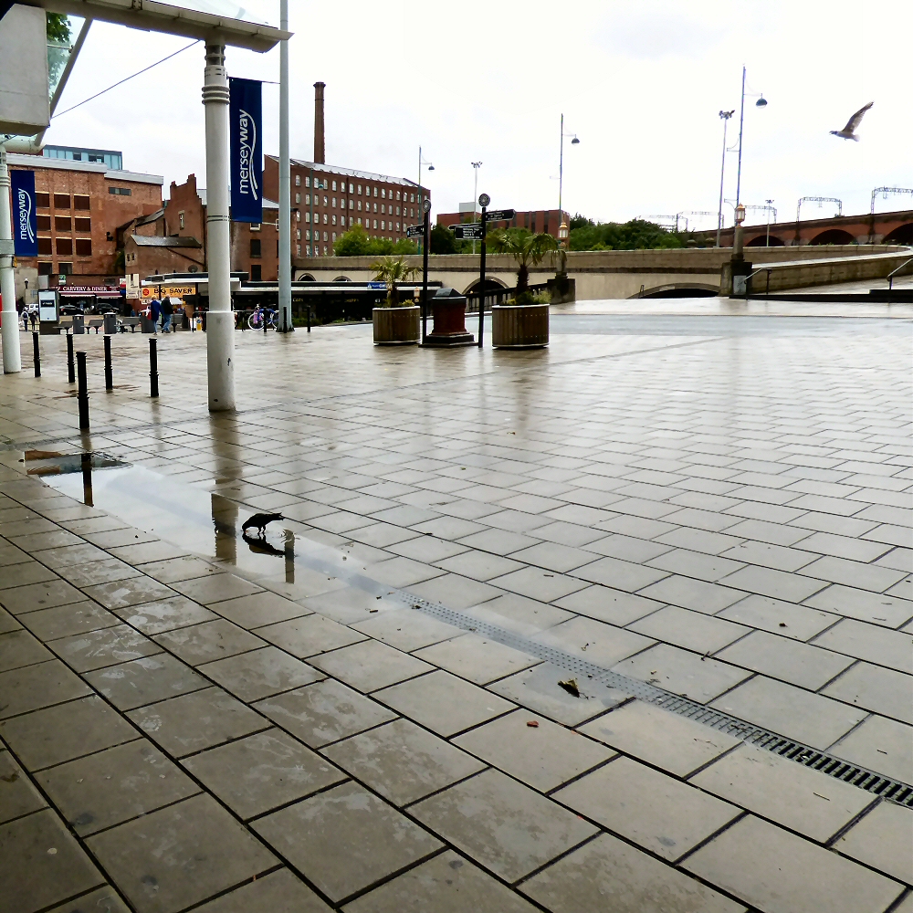 Mersey Square pigeons post-rain © Gerald England cc-by-sa/2.0 ...