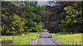 The private road to Bolton by Bowland from Bolton Park