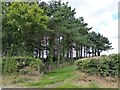 Patch of woodland at Chulmleigh Beacon