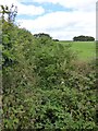 Ditch between fields east of Chulmleigh