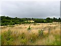 Site of Birchetts Wood (1)