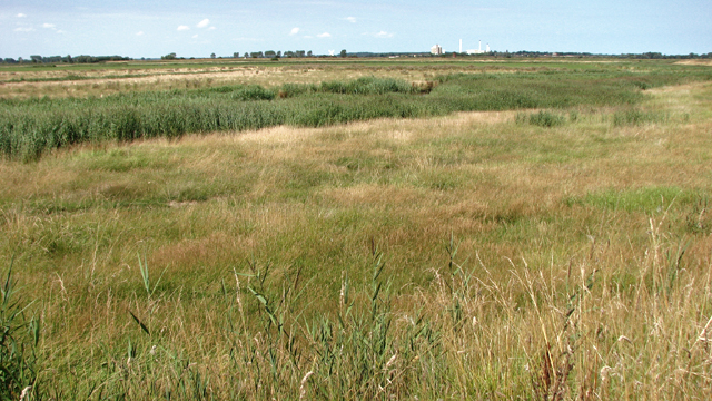 Marshes beside the River Chet