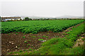 Potato field on the edge of St David