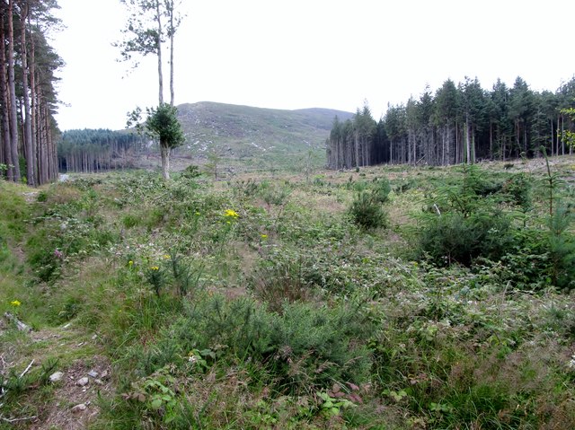 Clear Felled Forest Land On The Eric Jones Cc By Sa 2 0   4604514 F82fa9b8 