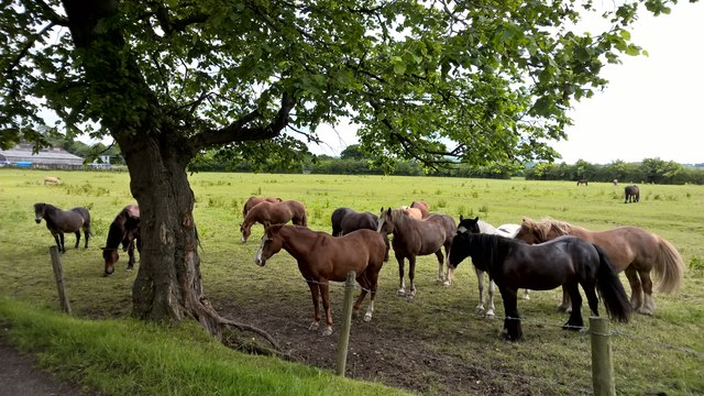 Horses beside Ross Lave Lane