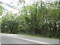 Woodland by the A272, Strood Green