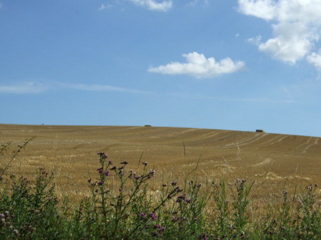 Hilly crop field