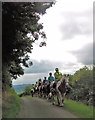 Horses on lane near Tantree Bank