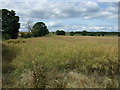 Oilseed rape crop and hedgerow