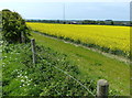 Oil seed rape next to the Oxford Canal