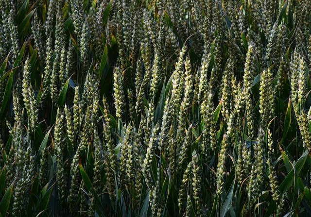 Wheat, Sugar Hill, Wiltshire