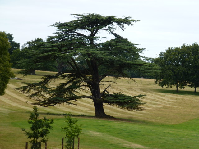 Tree in the deer park at Althorp House © Richard Humphrey cc-by-sa/2.0 ...