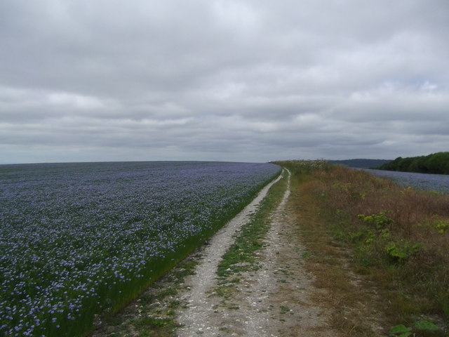 Flax field at West Dean