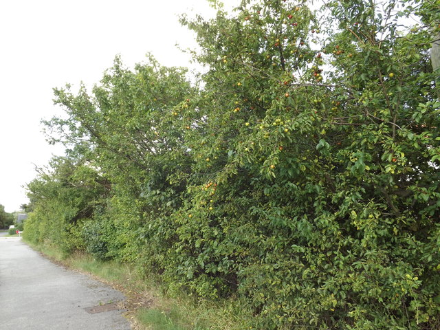 Plum Bush off the A12 Main Road © Geographer :: Geograph Britain and ...