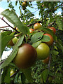 TM3968 : Plum Fruit off the A12 Main Road by Geographer