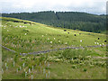 Cattle and sheep on Green Hill