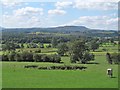 Pasture land at Barden