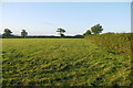 Pasture Field at Lillington Farm