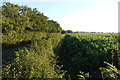 Maize Field on Stockland Hill