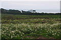 Cornwall : Grassy Field