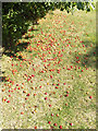 Plums on the ground in Mowsbury Park