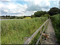 Walkway across reed bed