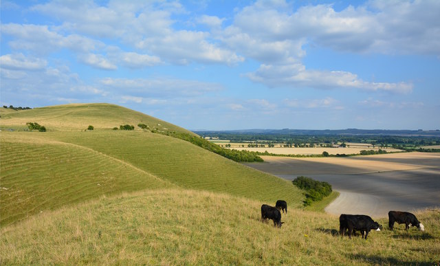 Bullocks on a hillock, Marlborough Downs, Wiltshire