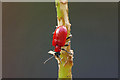 SU9459 : Scarlet Lily Beetle by Alan Hunt